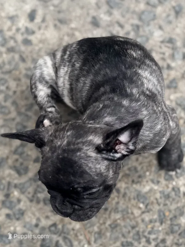 N/A – French Bulldog puppy for sale in Mount Olive, NC