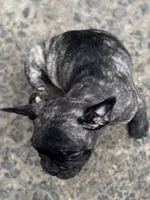N/A, a male French Bulldog for sale in Mount Olive, NC – 1 of 7