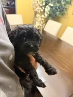 Nova, a female Maltipoo for sale in Richmond, VA – Photo 3 of 6