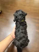 Nova, a female Maltipoo for sale in Richmond, VA – Photo 6 of 6