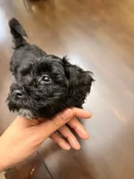 Nova, a female Maltipoo for sale in Richmond, VA – Photo 1 of 6