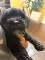 Nova, a female Maltipoo for sale in Richmond, VA – Photo 5 of 6