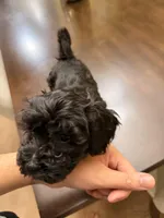 Nova, a female Maltipoo for sale in Richmond, VA – Photo 2 of 6