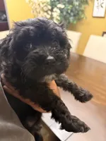 Nova, a female Maltipoo for sale in Richmond, VA – Photo 4 of 6