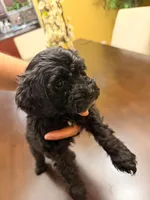 Echo, a male Maltipoo for sale in Richmond, VA – Photo 2 of 3