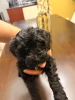 Echo, a male Maltipoo for sale in Richmond, VA – Photo 1 of 3