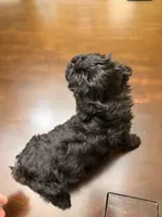 Echo, a male Maltipoo for sale in Richmond, VA – Photo 3 of 3