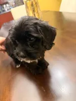 Dash, a male Maltipoo for sale in Richmond, VA – Photo 3 of 3