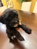 Dash, a male Maltipoo for sale in Richmond, VA – Photo 2 of 3