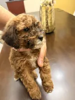 Zara, a female Maltipoo for sale in Richmond, VA – Photo 2 of 3