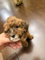 Zara, a female Maltipoo for sale in Richmond, VA – Photo 1 of 3