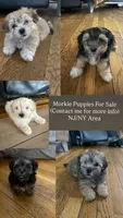 Spice, a female Morkie for sale in Colonia, NJ – Photo 1 of 2