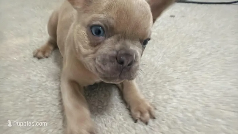 Max, a male French Bulldog for sale in Columbia, SC – Photo 1 of 3