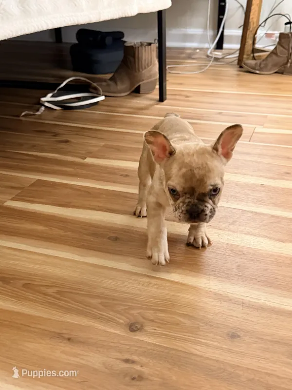 Gucci – French Bulldog puppy for sale in Columbia, SC