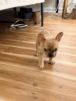 Gucci, a female French Bulldog for sale in Columbia, SC – Photo 1 of 2