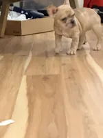 Gucci, a female French Bulldog for sale in Columbia, SC – Photo 2 of 2