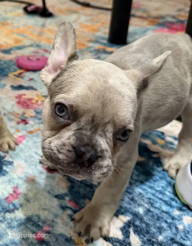 Kendra – French Bulldog puppy for sale in Columbia, SC