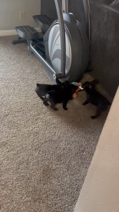 Stavros, a male French Bulldog for sale in Louisville, KY – 7 of 8