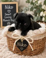 Niko, a male French Bulldog for sale in Louisville, KY – 2 of 10