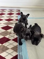 Niko, a male French Bulldog for sale in Louisville, KY – 4 of 10