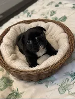 Niko, a male French Bulldog for sale in Louisville, KY – 1 of 2
