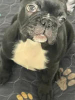 Niko, a male French Bulldog for sale in Louisville, KY – 10 of 10