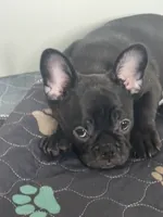 Stavros, a male French Bulldog for sale in Louisville, KY – 3 of 8
