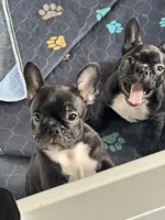 Niko, a male French Bulldog for sale in Louisville, KY – 9 of 10