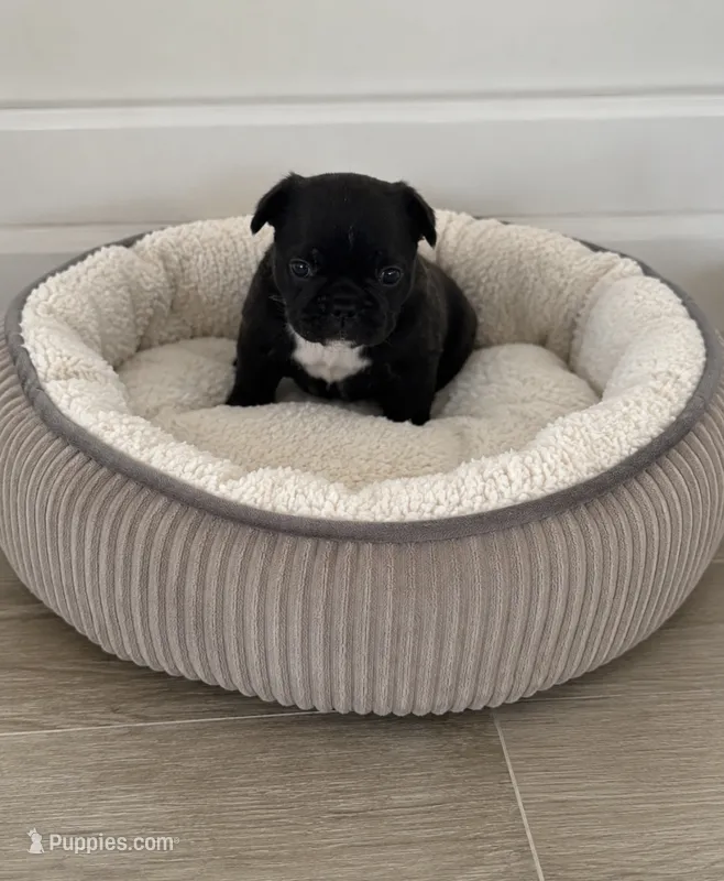 Stavrous – French Bulldog puppy for sale in Louisville, KY
