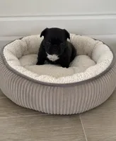 Stavrous, a male French Bulldog for sale in Louisville, KY – 1 of 2