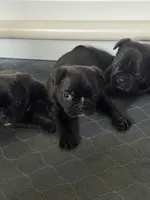 Niko, a male French Bulldog for sale in Louisville, KY – 2 of 2