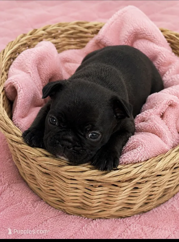Sophie – French Bulldog puppy for sale in Louisville, KY