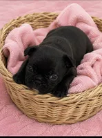 Sophie, a female French Bulldog for sale in Louisville, KY – 1 of 2