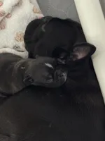 Niko, a male French Bulldog for sale in Louisville, KY – 6 of 10