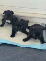 Stavrous, a male French Bulldog for sale in Louisville, KY – 2 of 2