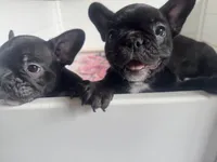 Stavros, a male French Bulldog for sale in Louisville, KY – 6 of 8