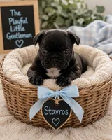 Stavros, a male French Bulldog for sale in Louisville, KY – 1 of 8