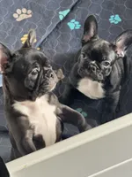 Stavros, a male French Bulldog for sale in Louisville, KY – 2 of 8