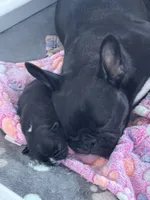 Niko, a male French Bulldog for sale in Louisville, KY – 7 of 10