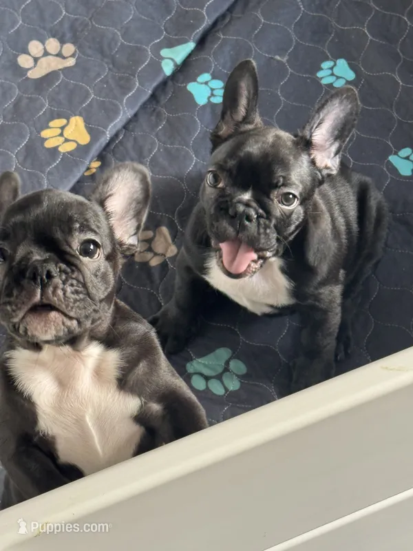 Stavros – French Bulldog puppy for sale in Louisville, KY
