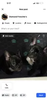 Stavros, a male French Bulldog for sale in Louisville, KY – 4 of 8