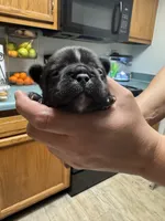 Niko, a male French Bulldog for sale in Louisville, KY – 3 of 10