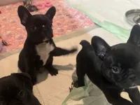 Niko, a male French Bulldog for sale in Louisville, KY – 8 of 10