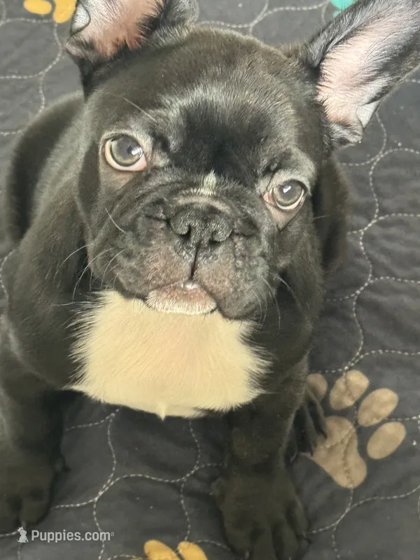 Niko – French Bulldog puppy for sale in Louisville, KY