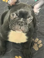 Niko, a male French Bulldog for sale in Louisville, KY – 1 of 10