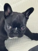 Niko, a male French Bulldog for sale in Louisville, KY – 5 of 10
