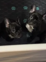 Stavros, a male French Bulldog for sale in Louisville, KY – 5 of 8