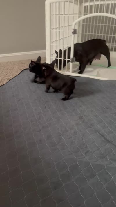 Stavros, a male French Bulldog for sale in Louisville, KY – 8 of 8