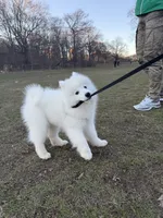 Nala, a female Samoyed for sale in Brooklyn, NY – 7 of 7