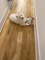 Nala, a female Samoyed for sale in Brooklyn, NY – 6 of 7